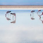 Atacama: cores e experiências incríveis